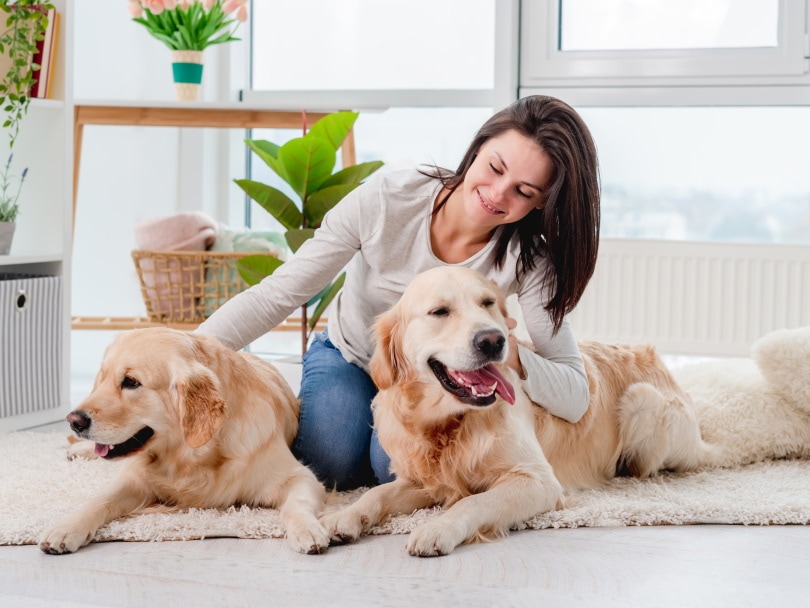 golden retriever dogs lying on the floor
