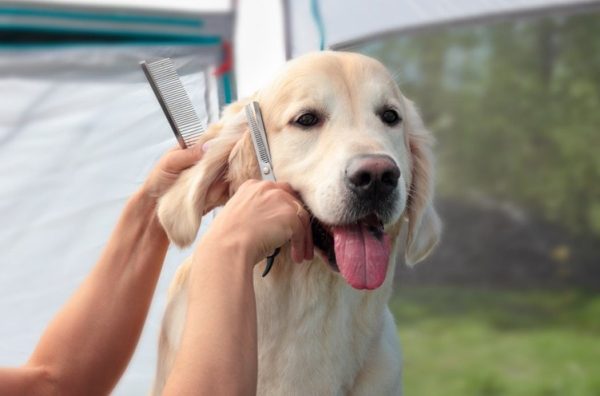 golden retriever having a haircut