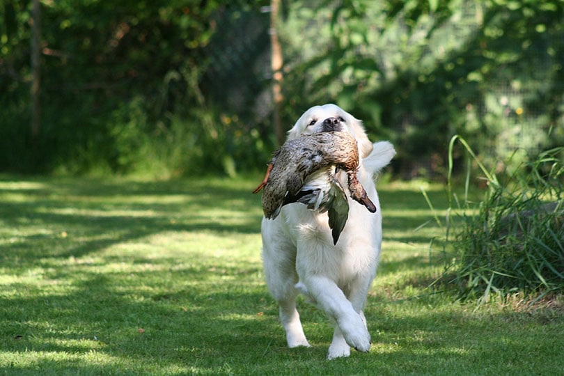 golden retriever hunting duck