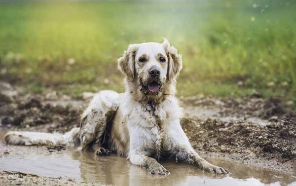 golden retriever in a mud puddle