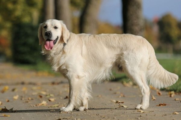 golden retriever outdoor