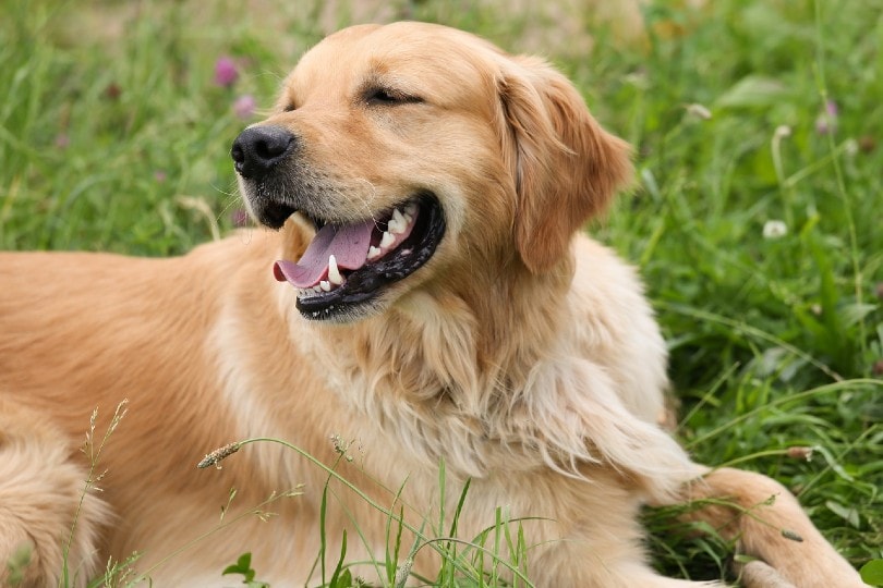 golden retriever outdoors