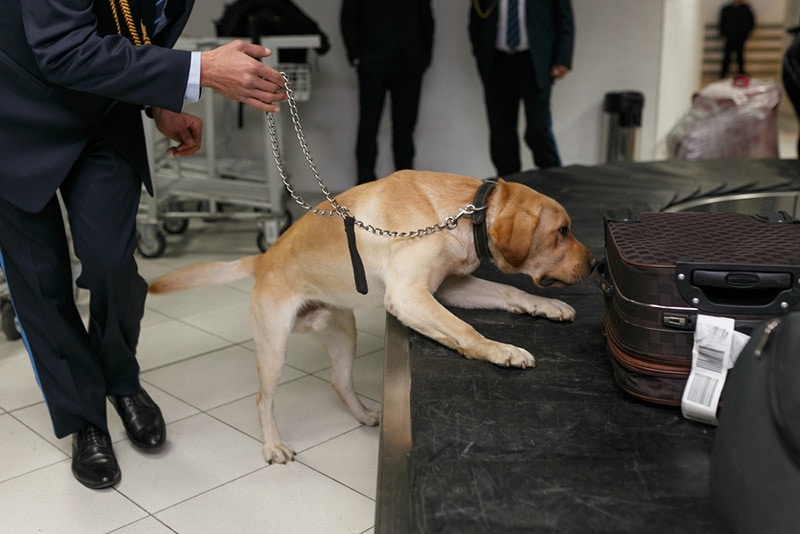 golden retriever police dog