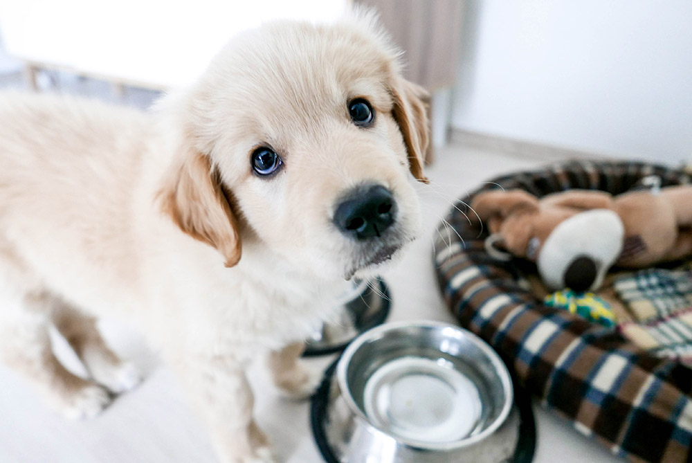 golden retriever puppy, asking for food