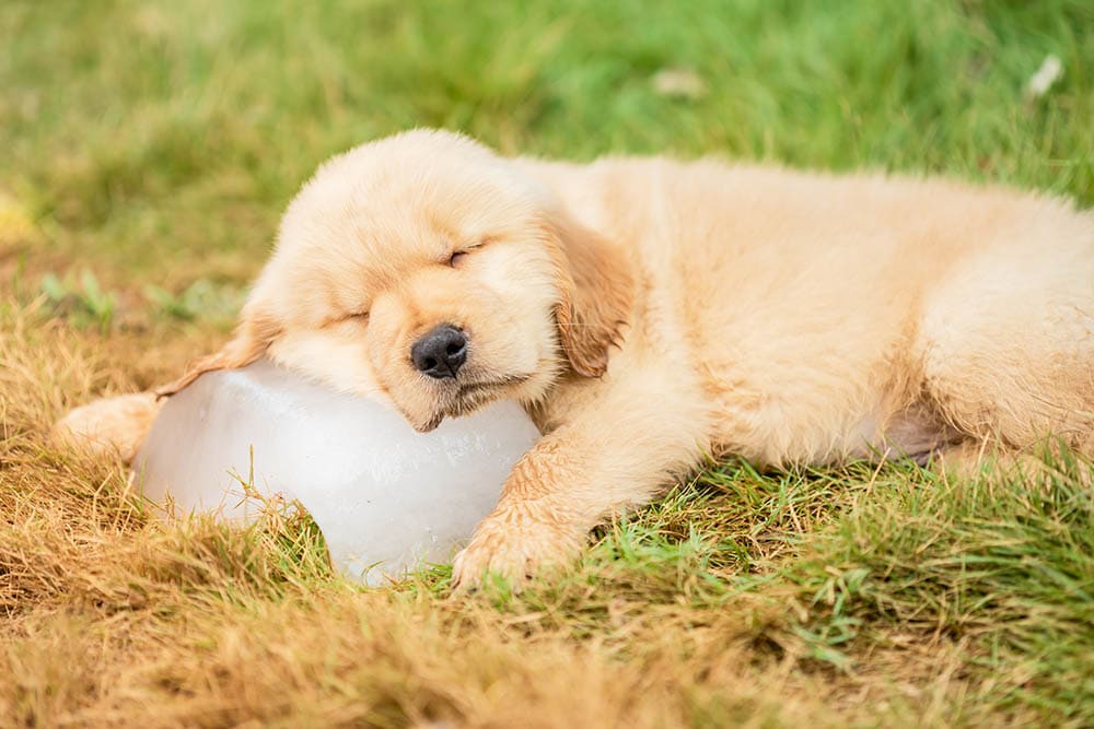 Golden Retriever puppy chilling on a big ice