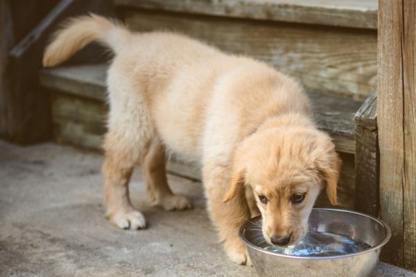 golden retriever puppy drinking