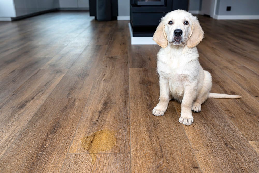 Golden retriever puppy near a pee stain