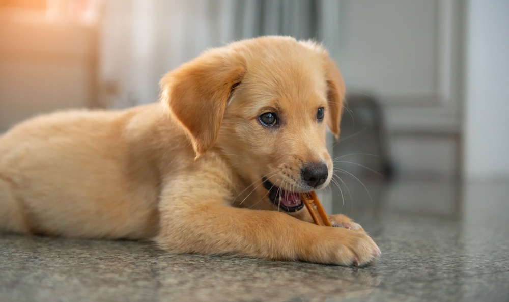 golden retriever puppy with dental treats