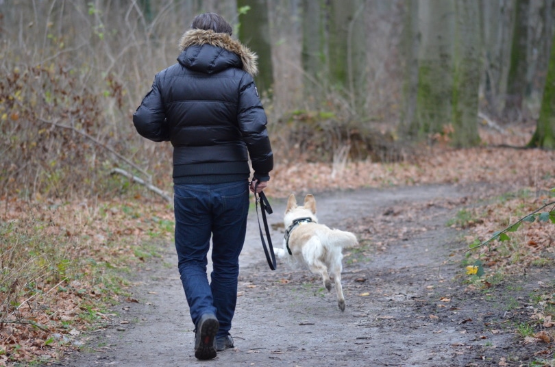 golden retriever running