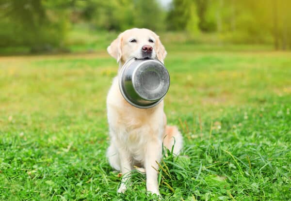 golden retriever sitting on the grass with bowl in its mouth