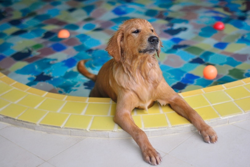 golden retriever swimming
