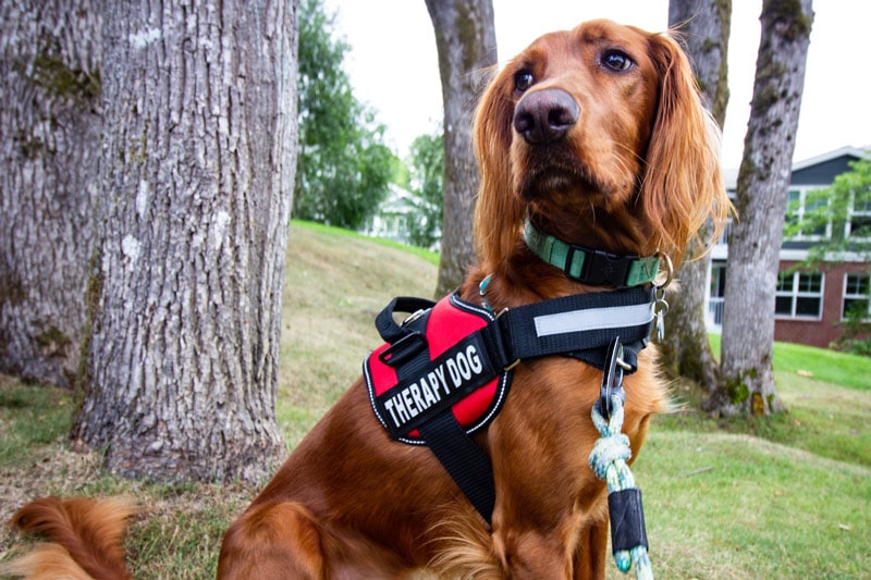 golden retriever therapy dog