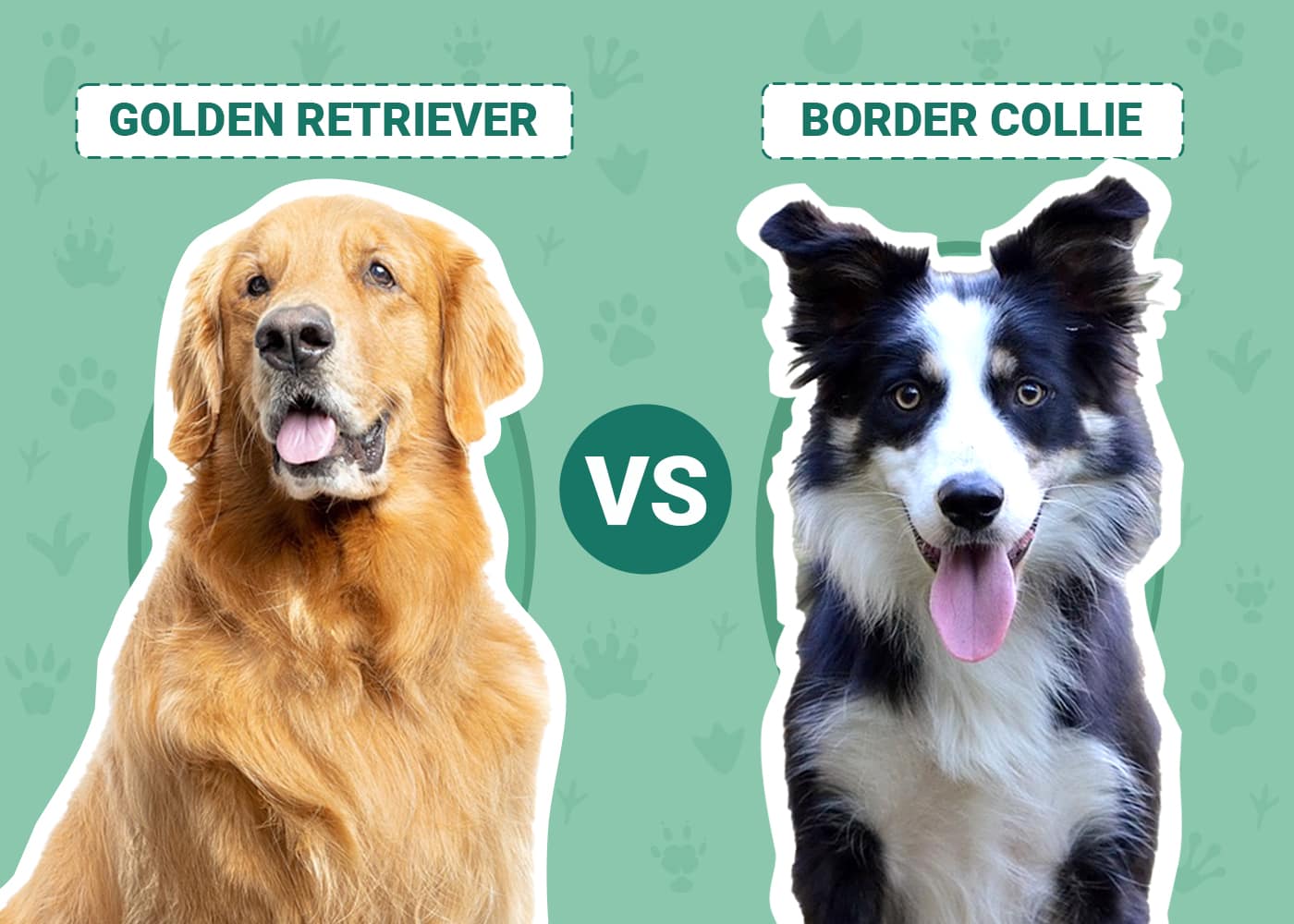 Golden Retriever vs Border Collie Notable Differences (With Pictures