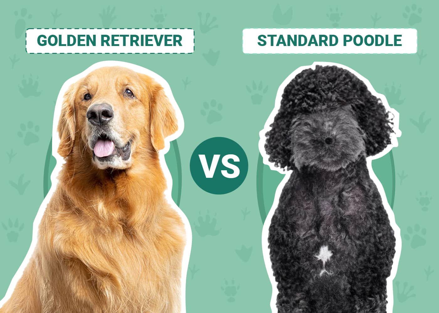 Golden Retriever vs Standard Poodle