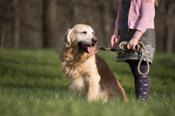 golden retriever with a kid