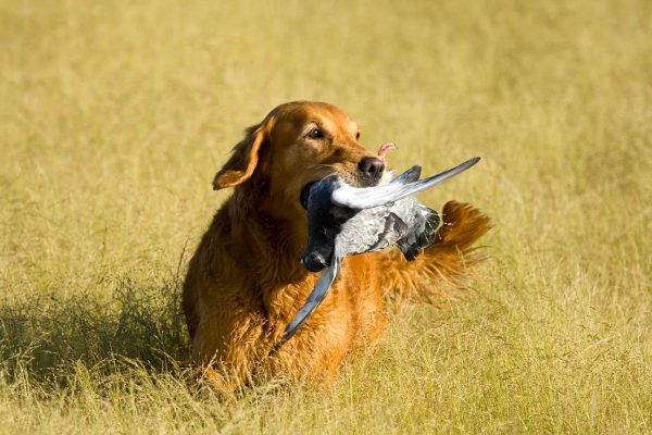 golden retriever with bird