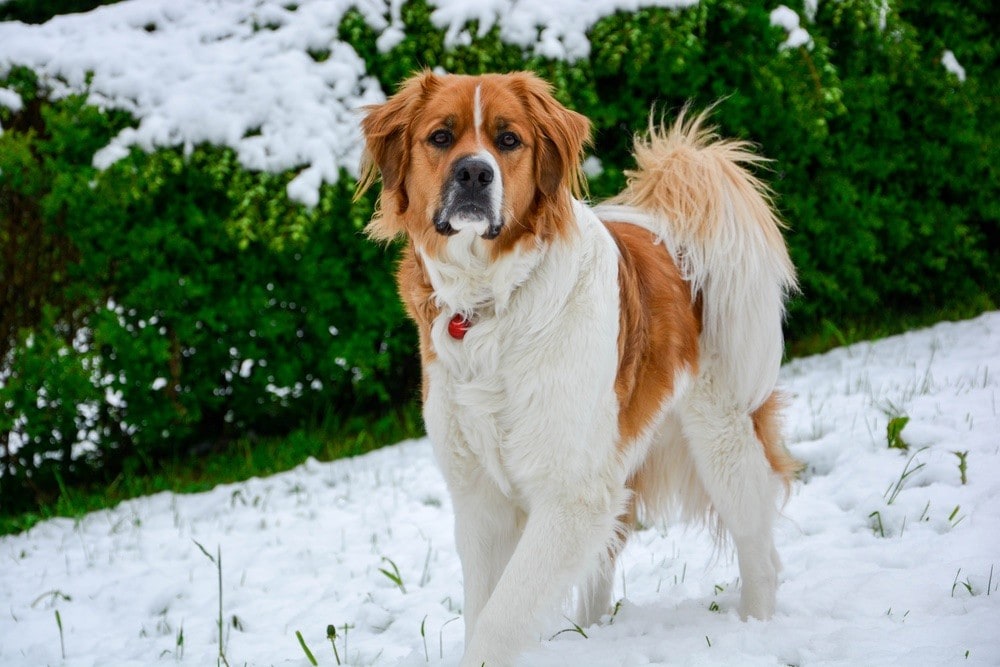golden saint bernard