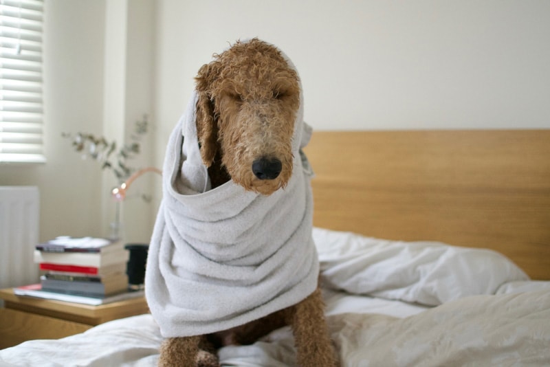 goldendoodle-dog-wrapped-in-towel-after-a-bath_Bally-Sethi_Shutterstock
