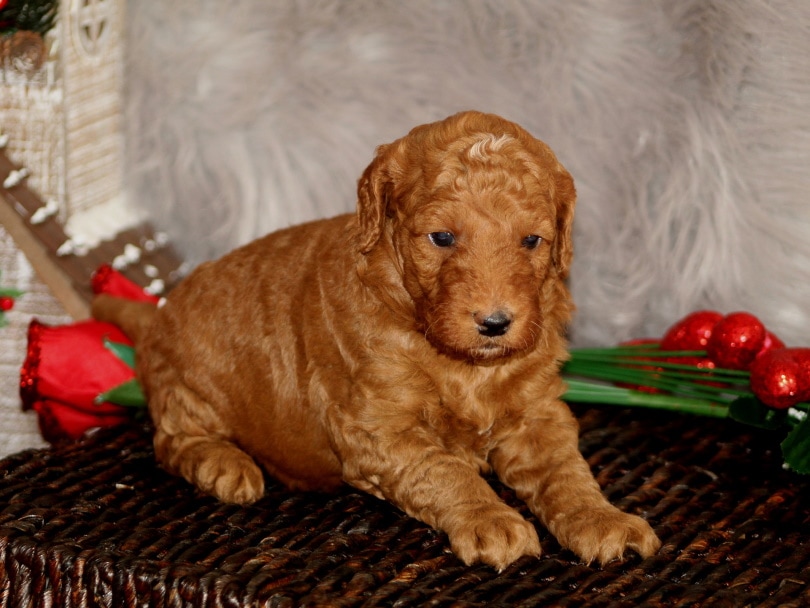 goldendoodle puppy