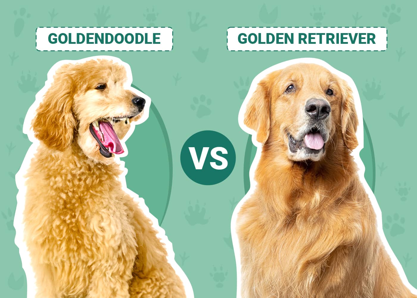 Goldendoodle vs Golden Retriever