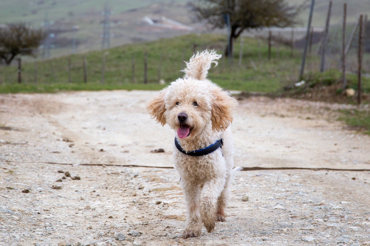 goldendoodle