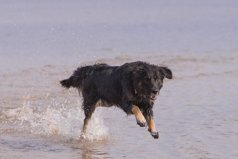 gollie_Sponner, Shutterstock