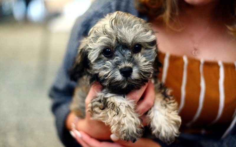 gray Shih Poo dog puppy