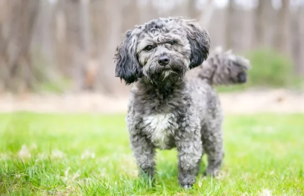 gray-and-white-havanese-shih-tzu-mixed-breed-dog-standing-on-the-grass