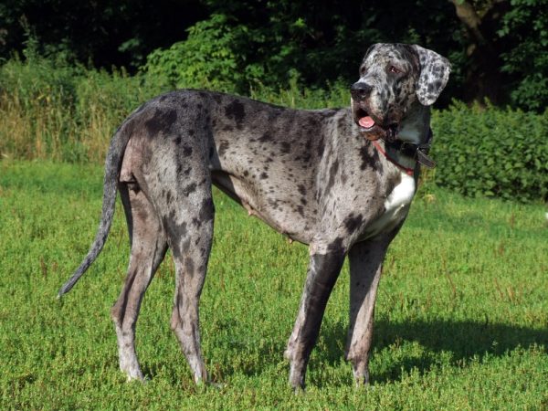 great dane looking back at some sound