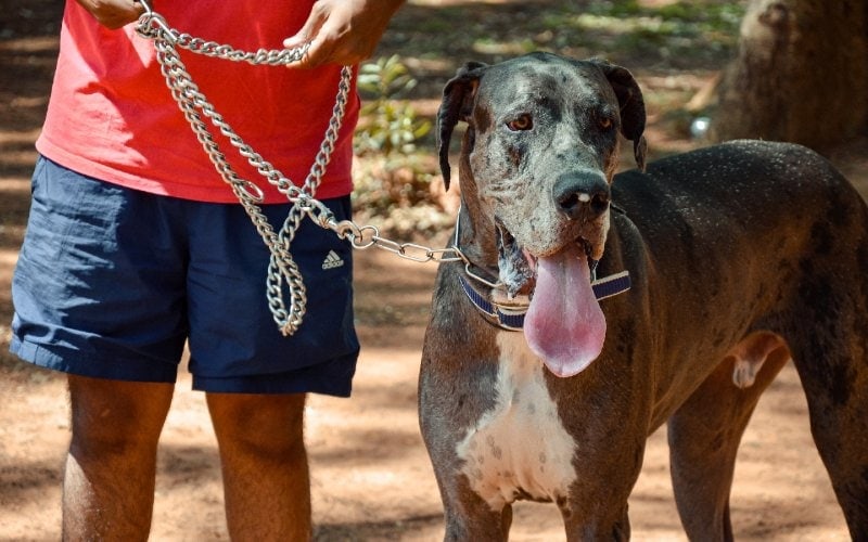 great dane on leash walking outdoors with owner