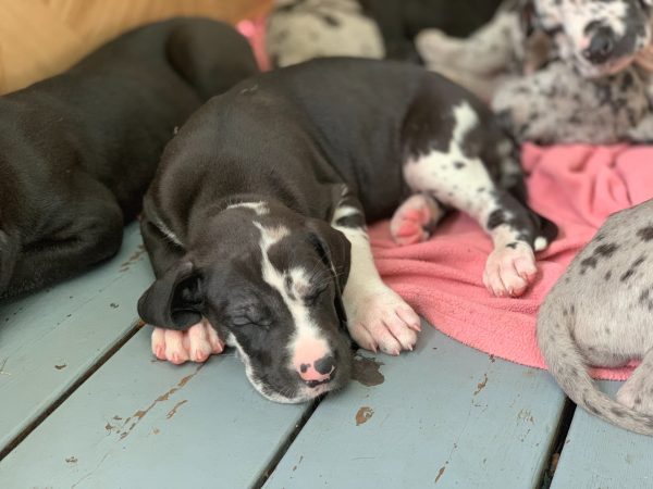 great dane puppy