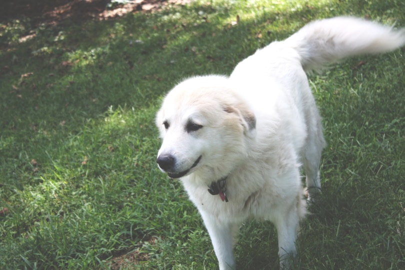 great pyrenees dog in the grass