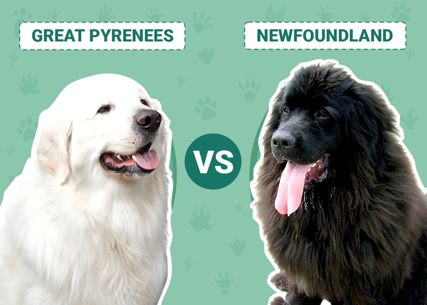 Great Pyrenees vs Newfoundland