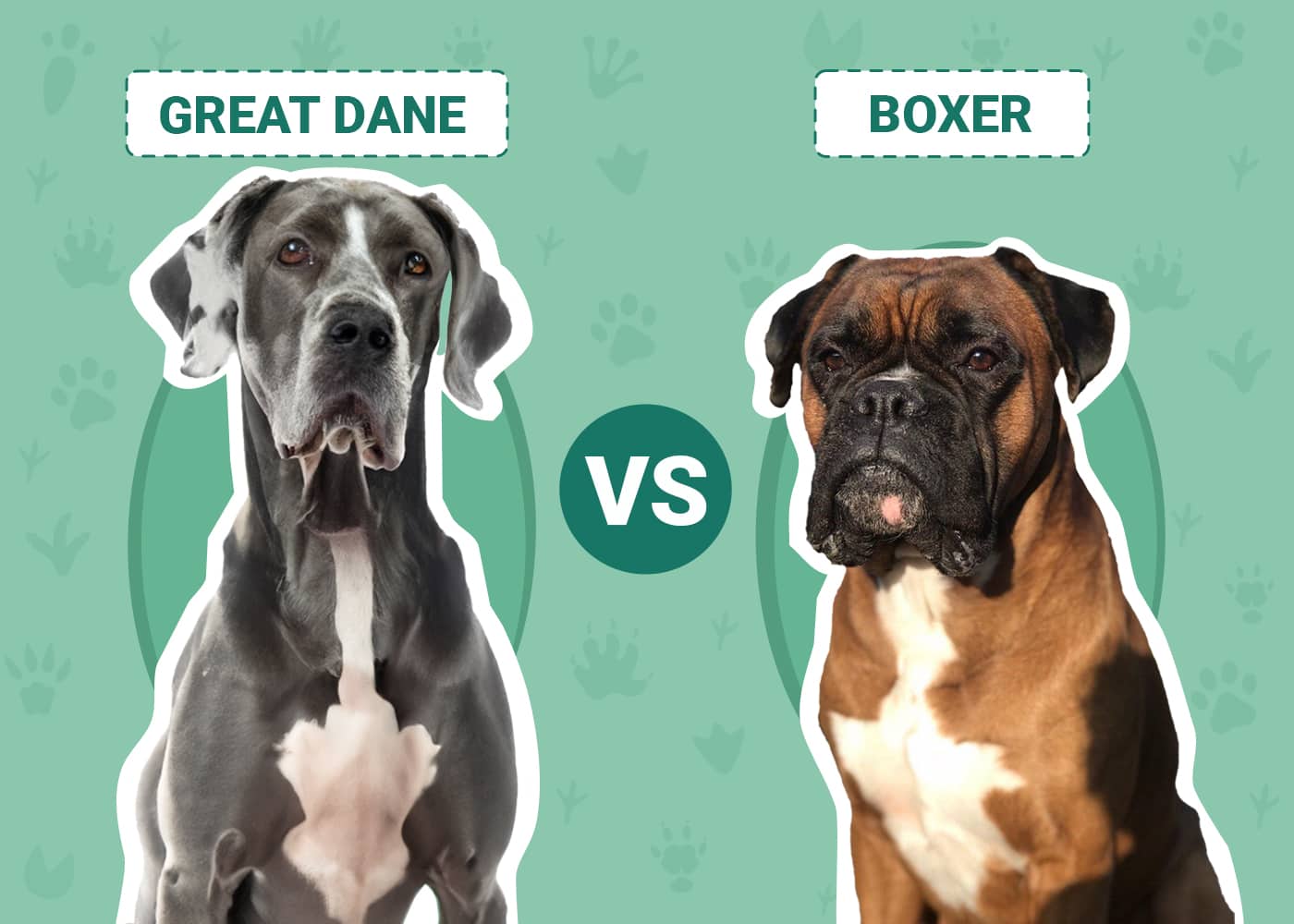 Great Dane vs Boxer