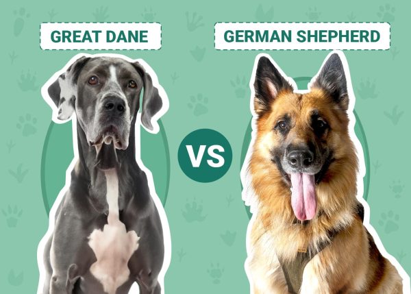 Great Dane vs German Shepherd