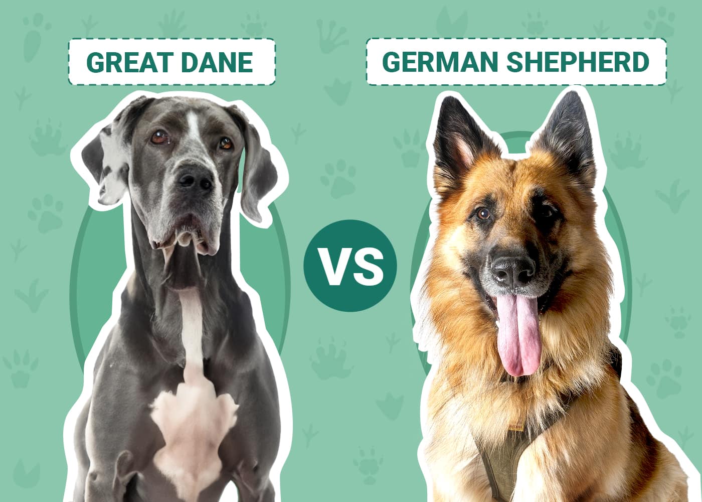 Great Dane vs German Shepherd