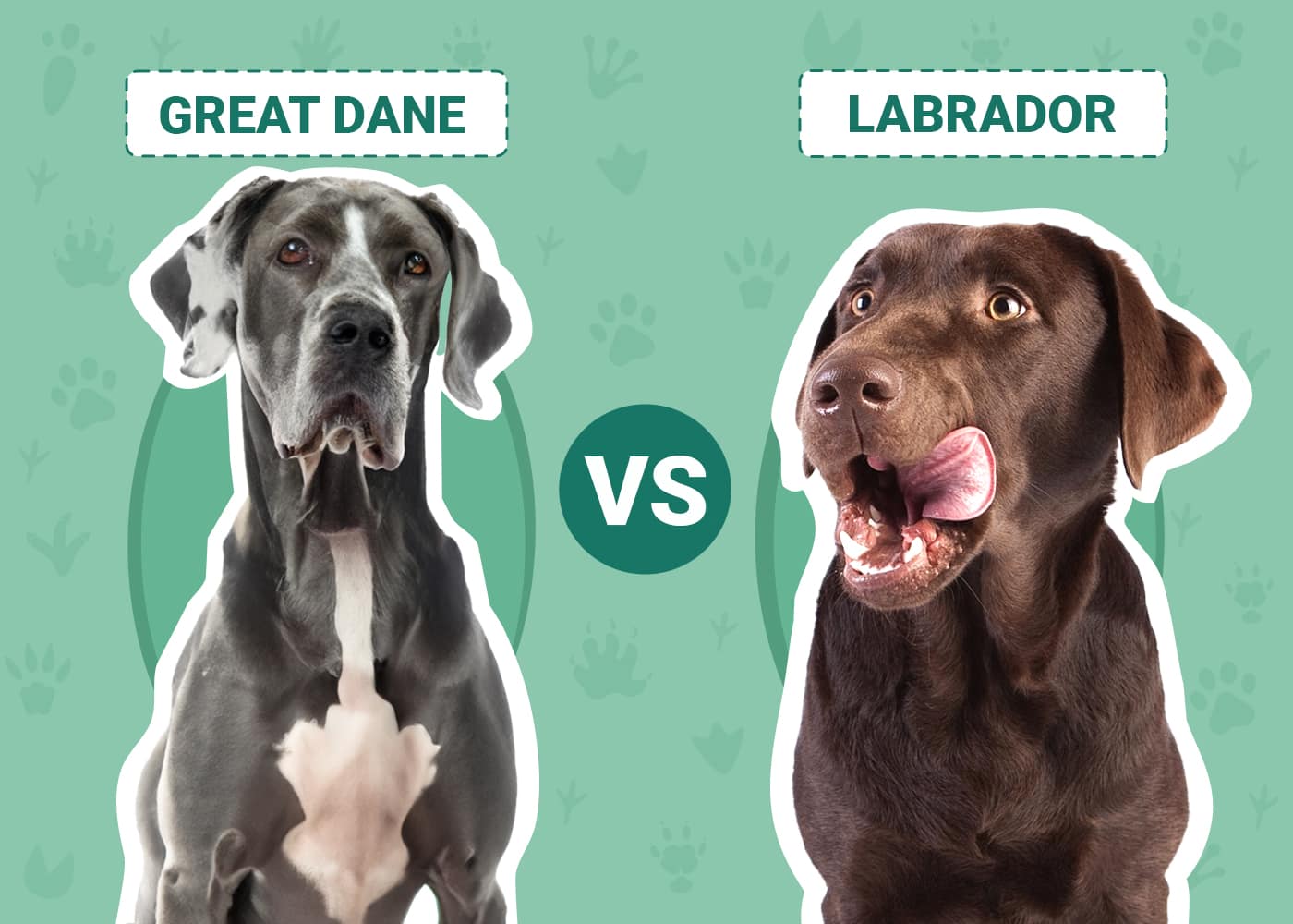 Great Dane vs Labrador