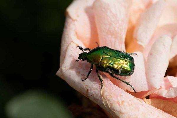 green june beetle or june bug