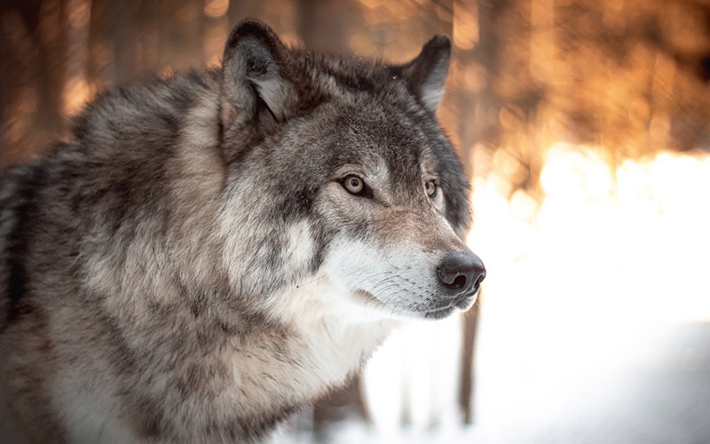 grey wolf in the wild
