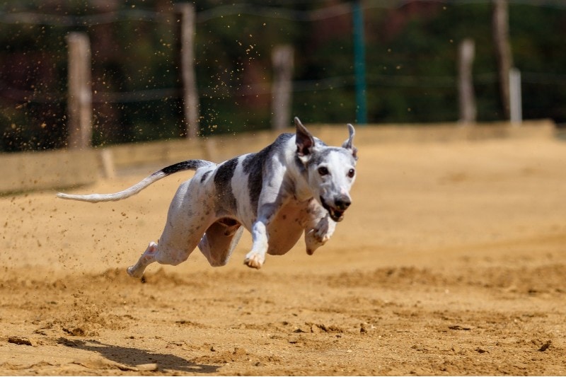 greyhound running