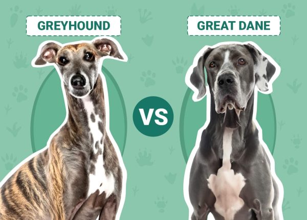 Greyhound vs Great Dane