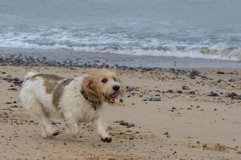 briquet griffon vendeen_Ian Dyball_Shutterstock