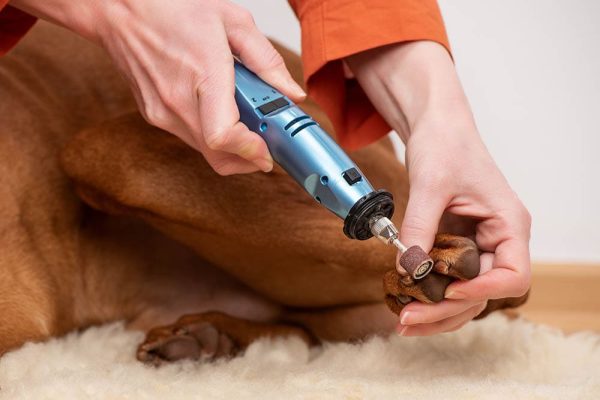 grinding dog's nails
