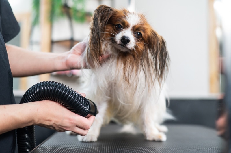 groomer-blowing-dry-the-hair-of-a-papillon-dog