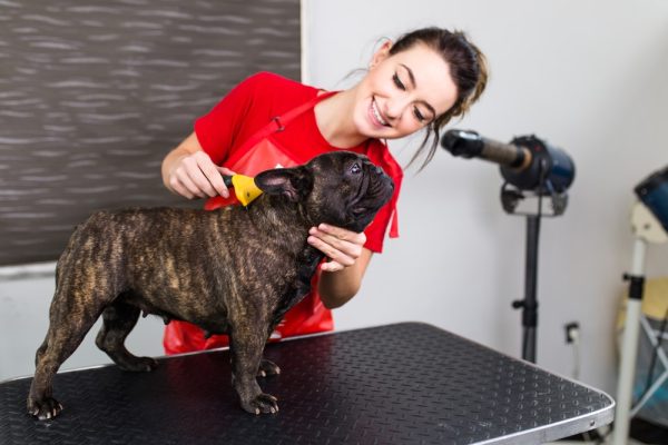 groomer brushing dog brindle French bulldog at grooming