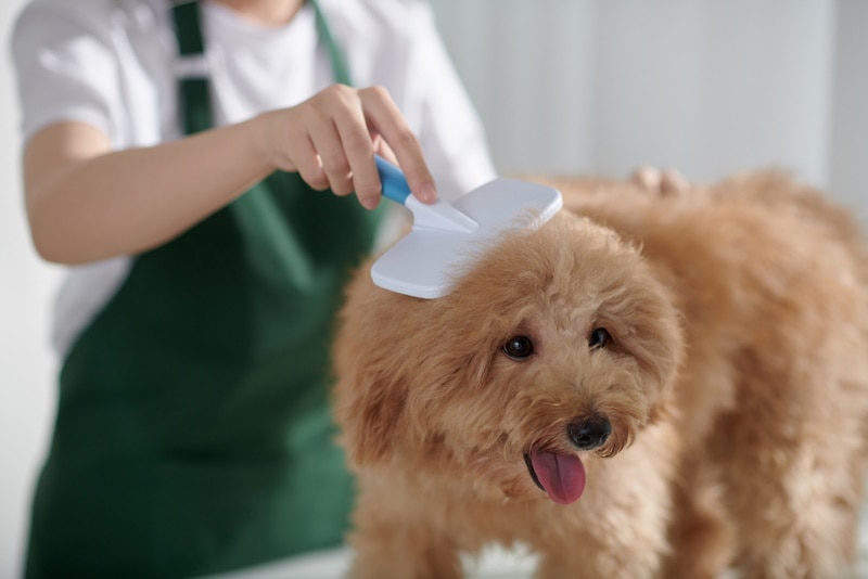 groomer brushing dogs coat