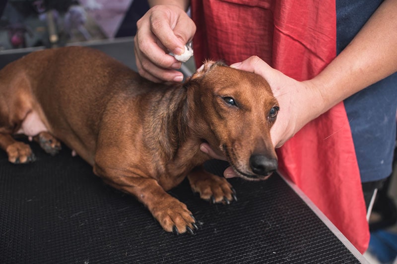 groomer cleaning the ear of dachshund dog