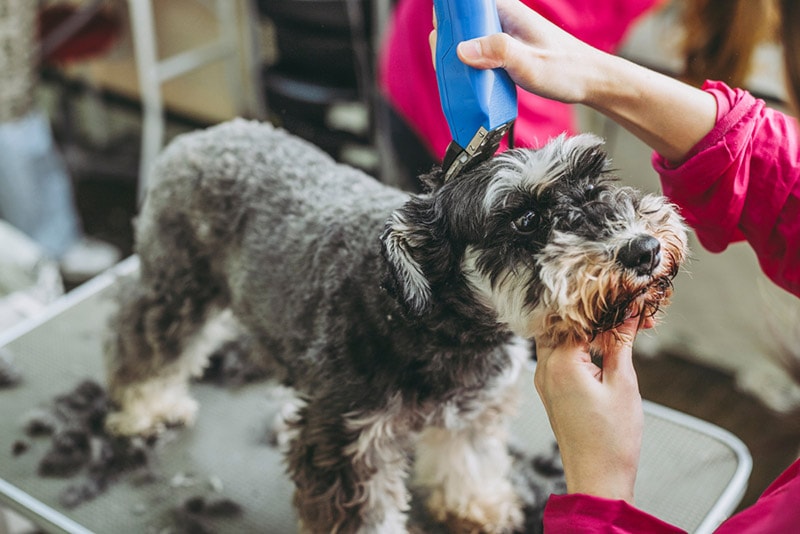groomer trimming miniature schnauzer dog's hair with clippers