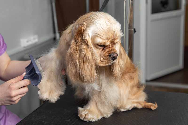 grooming cocker spaniel
