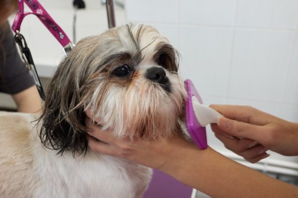 grooming shih tzu dog